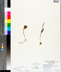 Ophioglossum petiolatum image