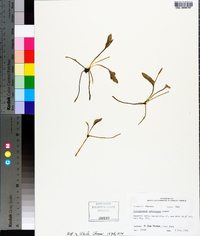 Ophioglossum petiolatum image