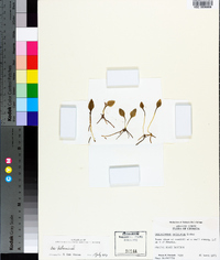 Ophioglossum petiolatum image