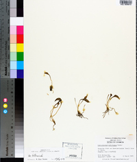 Ophioglossum petiolatum image