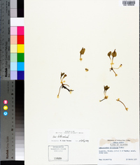 Ophioglossum petiolatum image