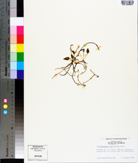 Ophioglossum petiolatum image