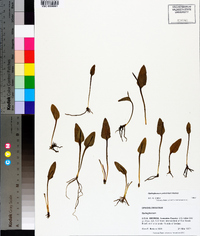 Ophioglossum petiolatum image