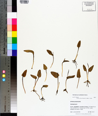 Ophioglossum petiolatum image