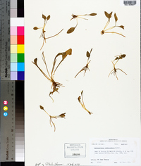 Ophioglossum petiolatum image