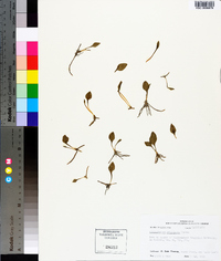 Ophioglossum petiolatum image