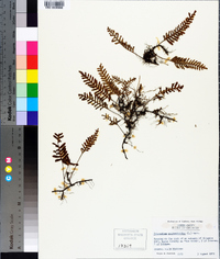 Pleopeltis polypodioides image