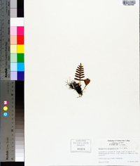 Pleopeltis polypodioides image