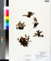 Pleopeltis polypodioides image