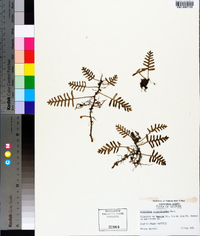 Pleopeltis polypodioides image