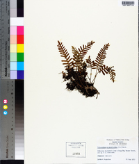 Pleopeltis polypodioides image