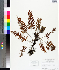Pleopeltis polypodioides image