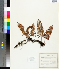 Pleopeltis polypodioides image