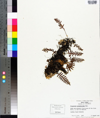 Pleopeltis polypodioides image