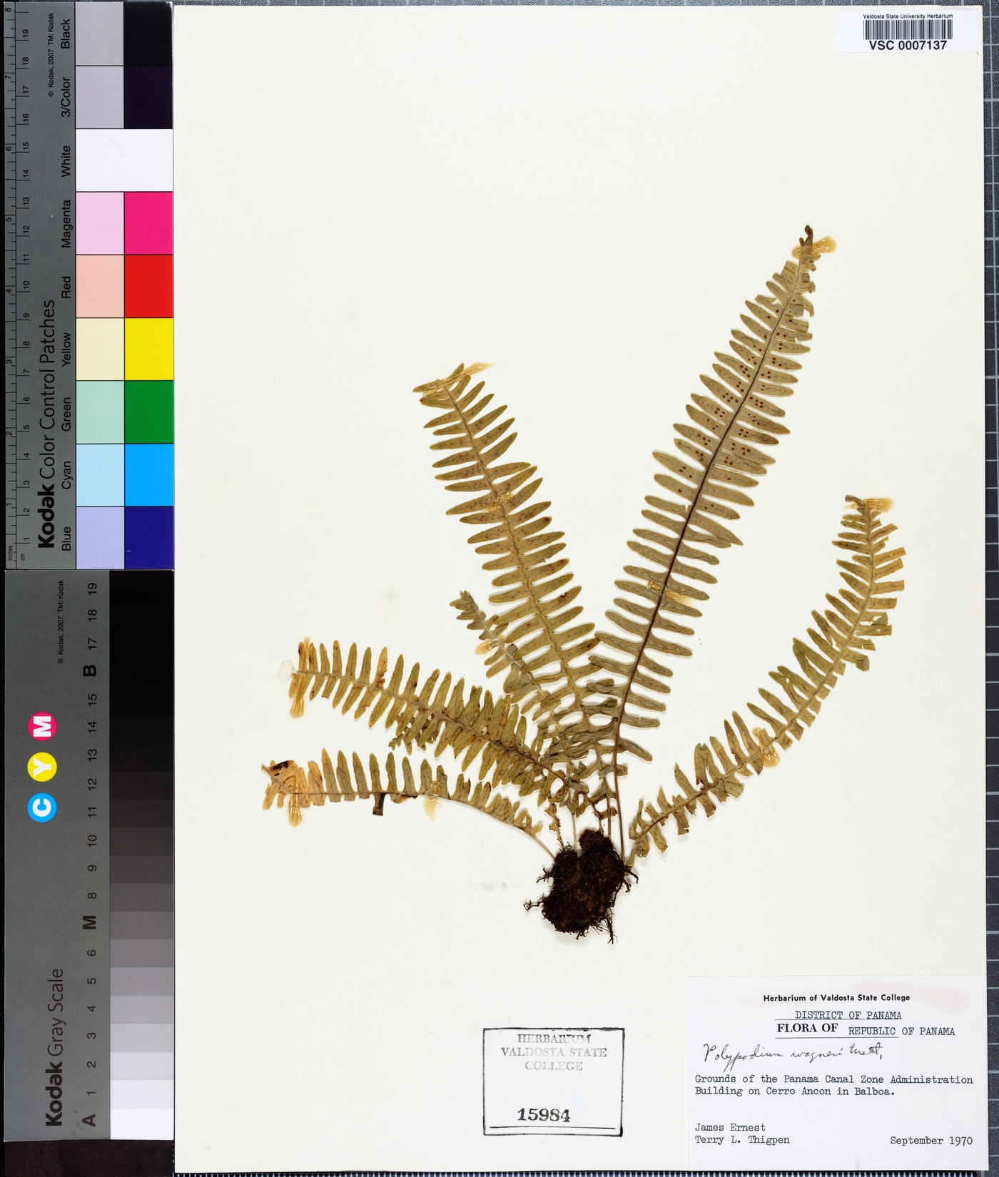 Polypodium wagneri image