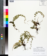 Thelypteris reptans image