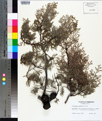 Cupressus arizonica image