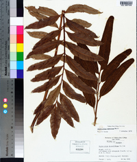 Acrostichum danaeifolium image