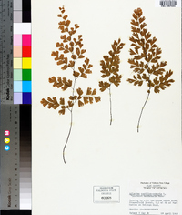 Adiantum capillus-veneris image