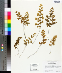 Adiantum capillus-veneris image