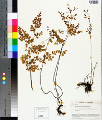 Adiantum capillus-veneris image