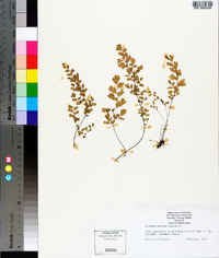 Adiantum capillus-veneris image