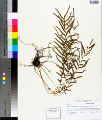 Pteris bahamensis image