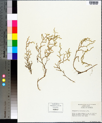 Selaginella tortipila image