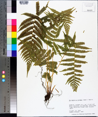 Thelypteris kunthii image