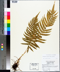 Thelypteris kunthii image