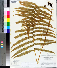 Thelypteris kunthii image