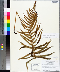 Thelypteris kunthii image