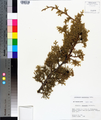 Juniperus pinchotii image