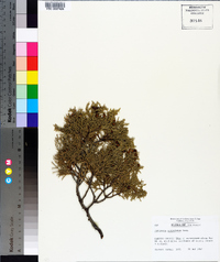 Juniperus scopulorum image