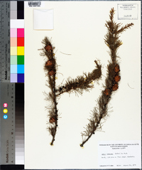 Larix laricina image