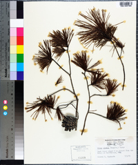 Pinus clausa image