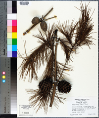 Pinus clausa image