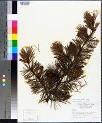 Pinus clausa image