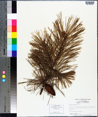 Pinus echinata image