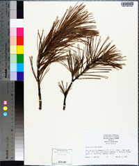 Pinus echinata image