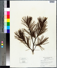 Pinus echinata image