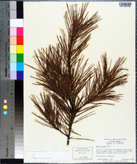 Pinus glabra image