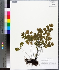 Adiantum tenerum image