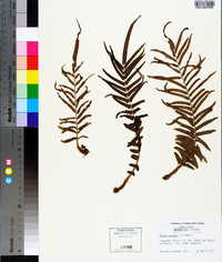 Pteris vittata image