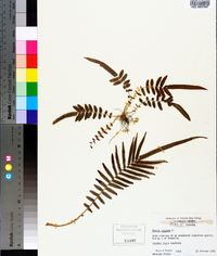 Pteris vittata image