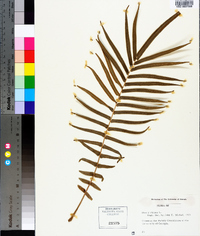 Pteris vittata image