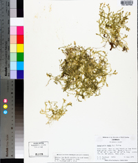 Selaginella apoda image