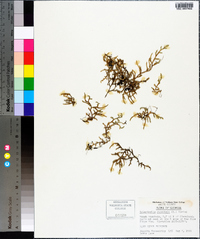 Selaginella rupestris image