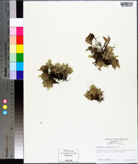 Selaginella rupestris image