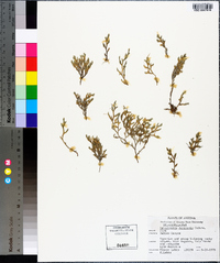 Selaginella rupincola image